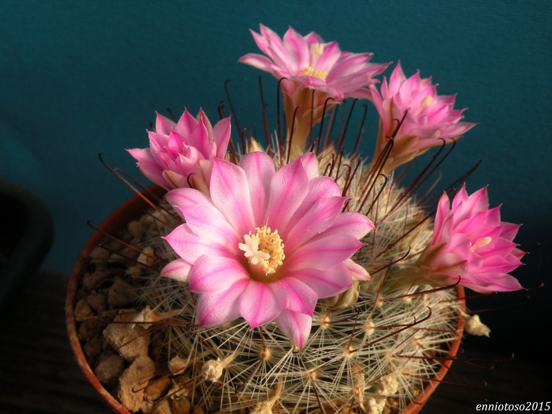 Mammillaria longiflora SB 1936