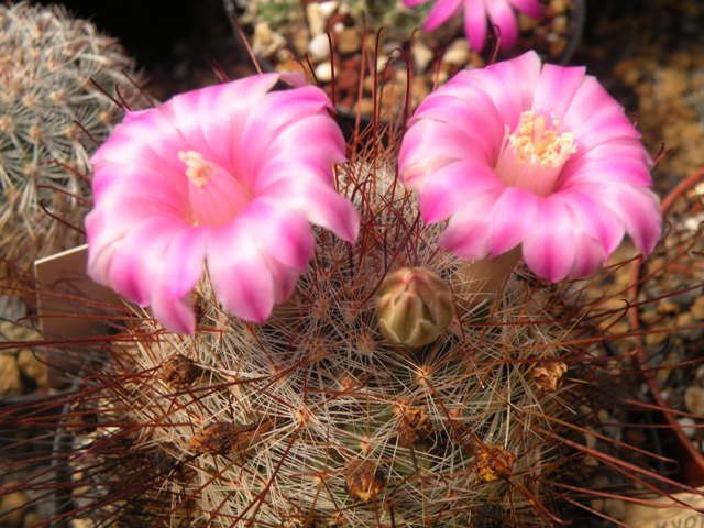 Mammillaria longiflora sb494