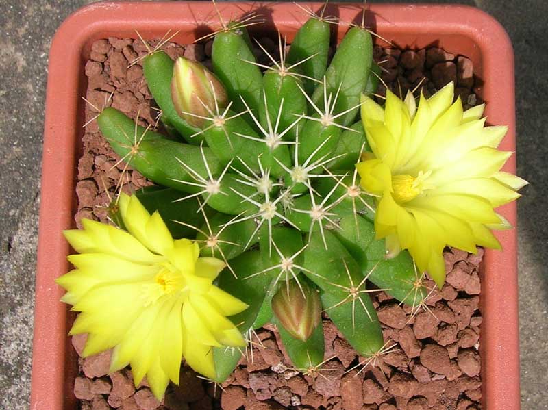 Mammillaria longimamma 