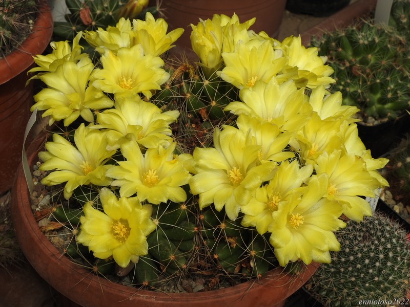 Mammillaria longimamma 