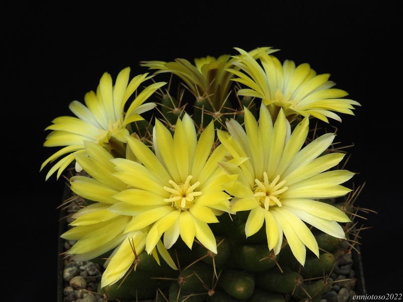 Mammillaria longimamma v. uberiformis rep1000