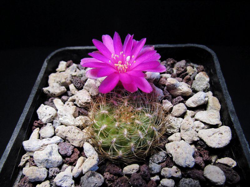 sulcorebutia tiraquensis v. longiseta