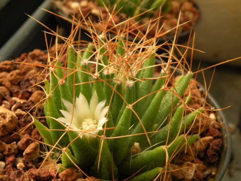 Mammillaria longithele 