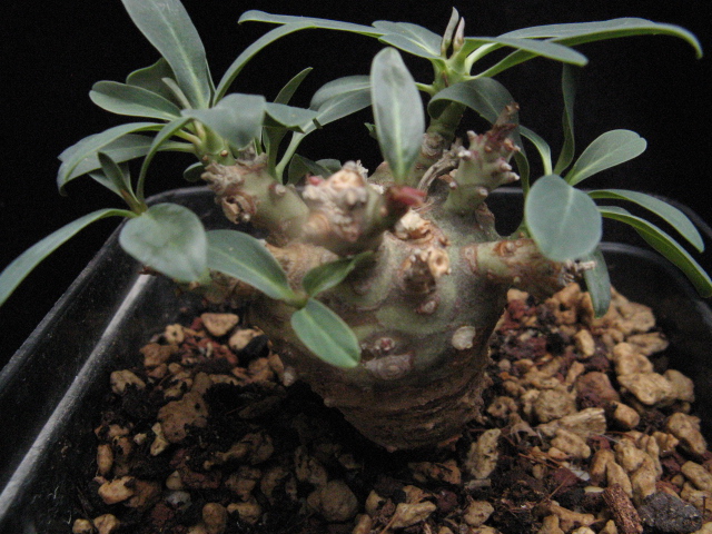 Euphorbia longetuberculosa 
