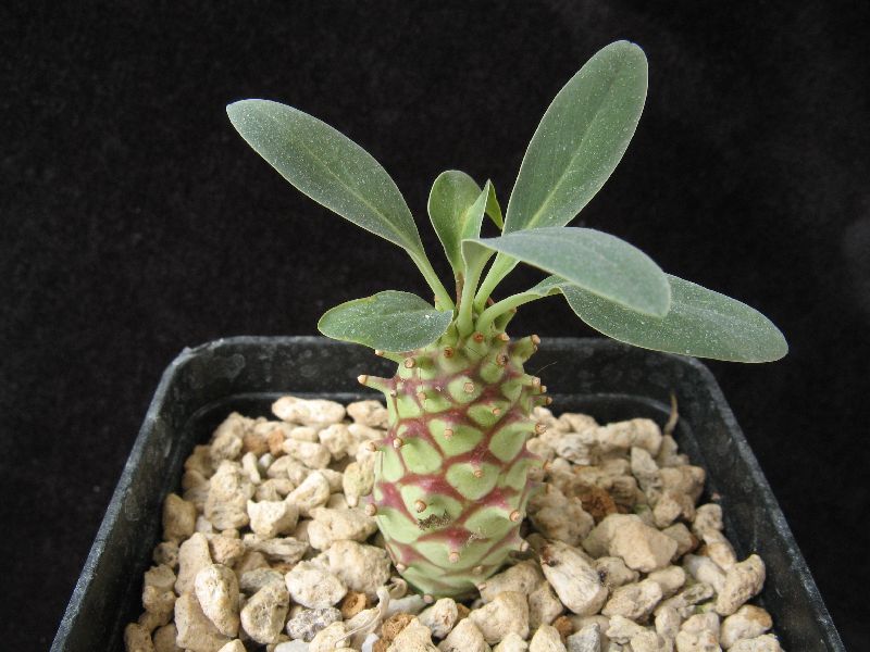 Euphorbia longetuberculosa 