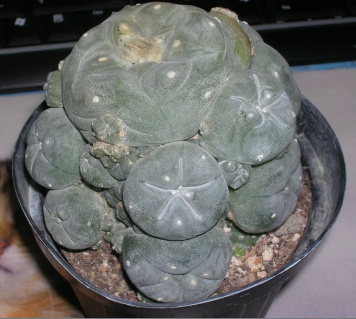 Lophophora williamsii v. caespitosa 