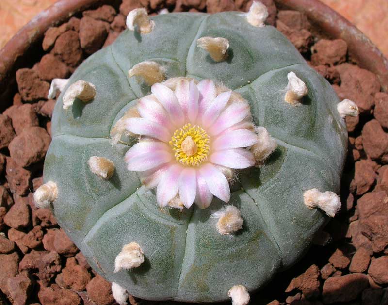 Lophophora williamsii 