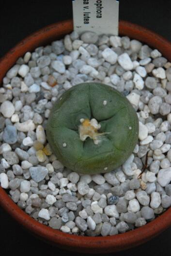 Lophophora lutea 