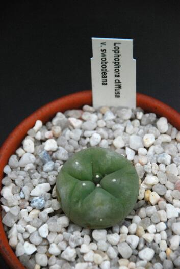 Lophophora diffusa v. swobodaiana 