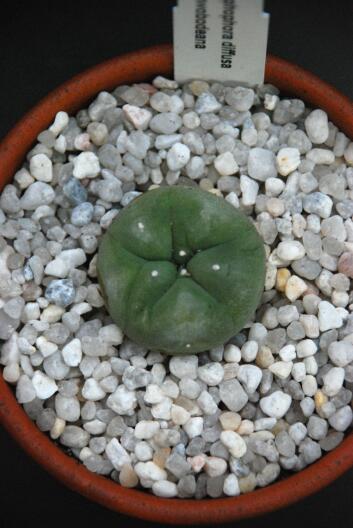 Lophophora diffusa v. swobodaiana 