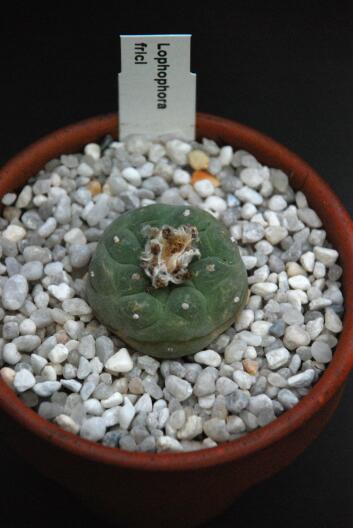 Lophophora fricii 