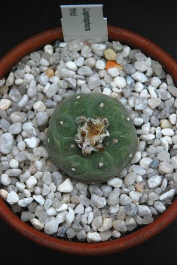 Lophophora fricii 