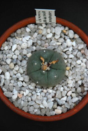 Lophophora williamsii ssp. grymii PP 867