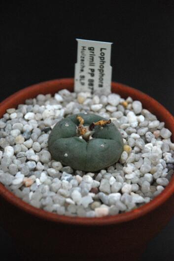 Lophophora williamsii ssp. grymii PP 867