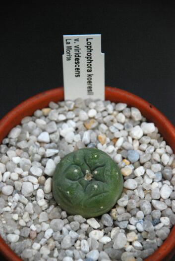 lophophora koehresii v. viridescens