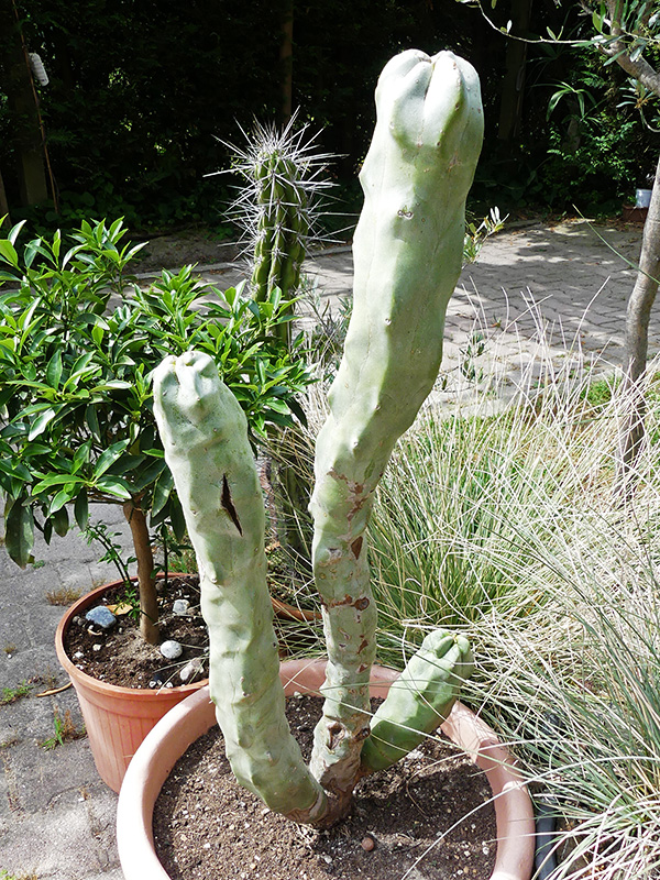 Lophocereus schottii 