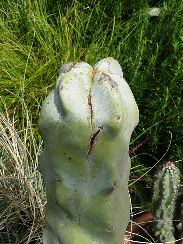 Lophocereus schottii 