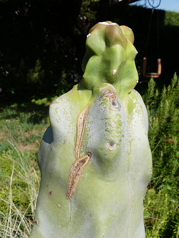 Lophocereus schottii f. monstruosus 