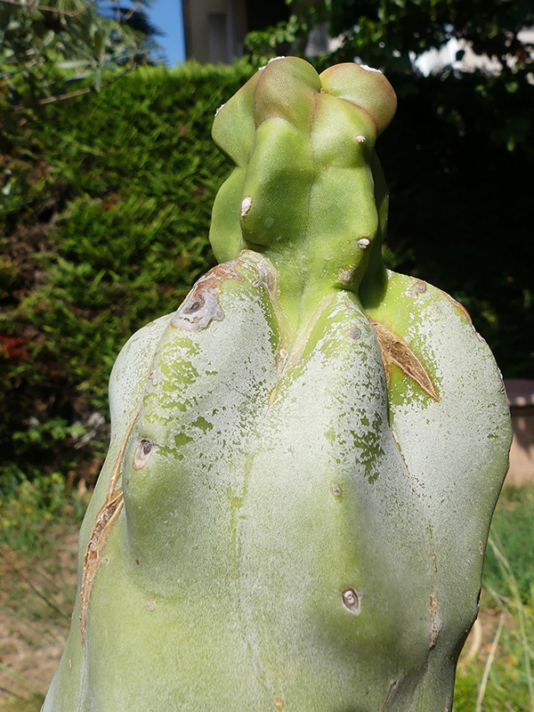 Lophocereus schottii f. monstruosus 