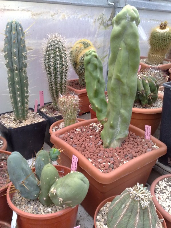 lophocereus schottii f. monstruosus 