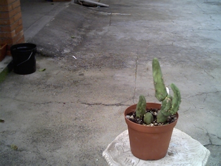 Lophocereus schotti  
