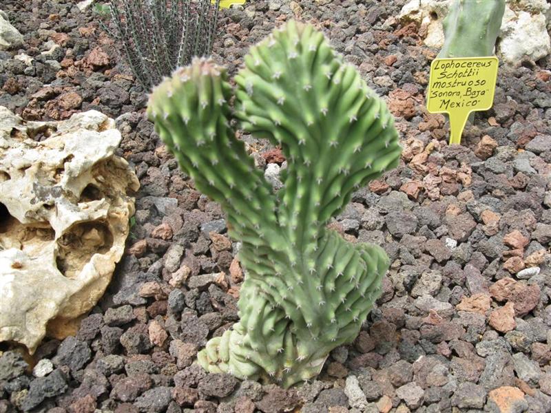 lophocereus schottii f. cristatus