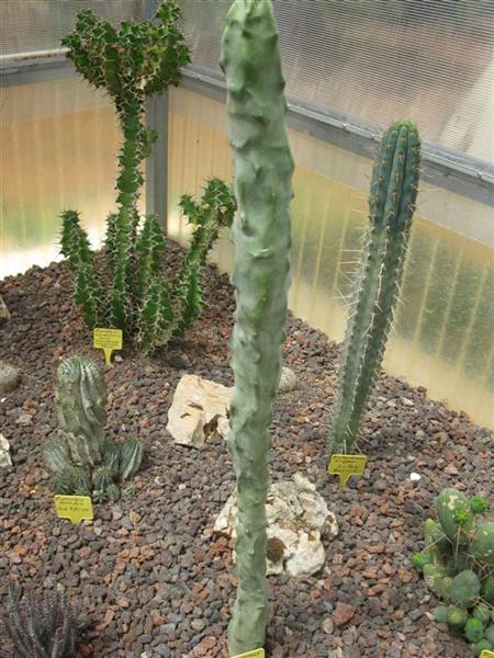 Lophocereus schottii f. monstruosus 