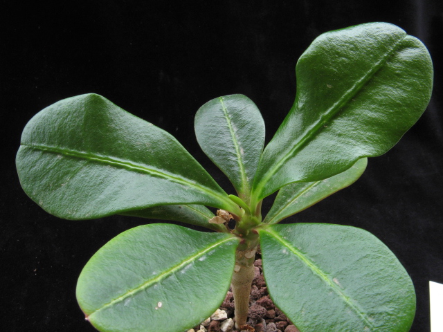 Euphorbia lophogona 