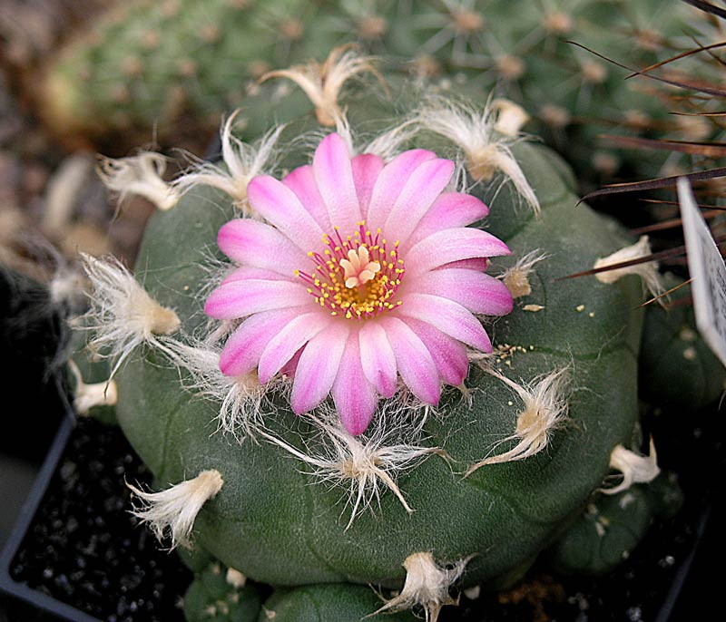 Lophophora jourdaniana 