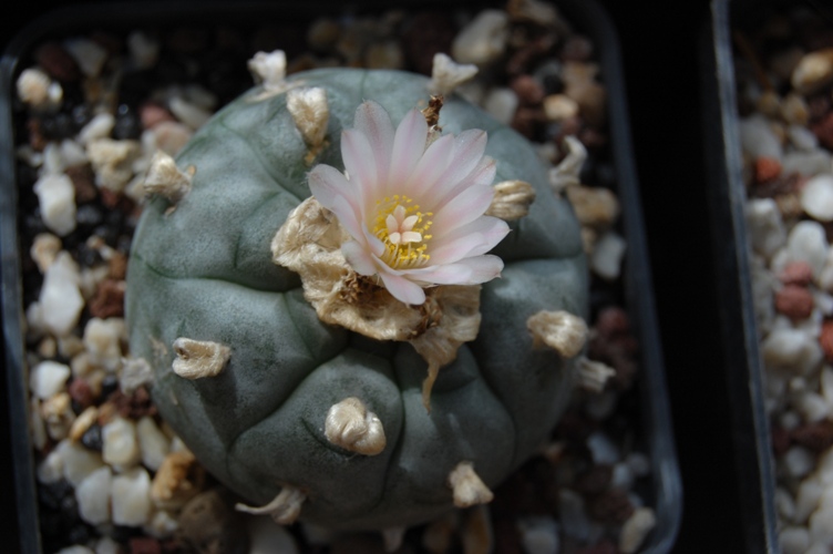 Lophophora williamsii 