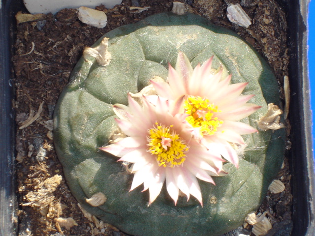 Lophophora williamsii 