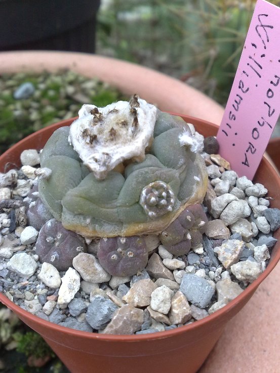 Lophophora williamsii 