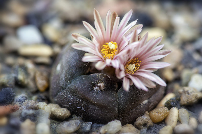 Lophophora alberto-vojtechii 