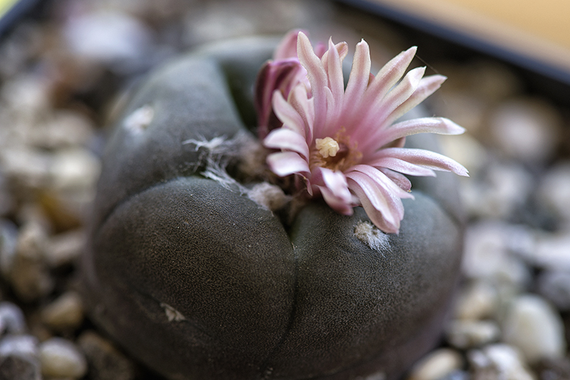 Lophophora alberto-vojtechii 