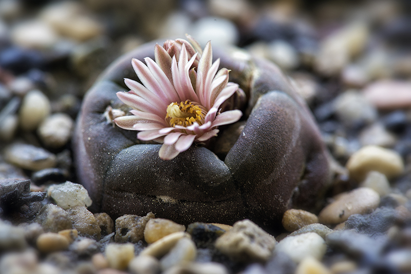 Lophophora alberto-vojtechii 