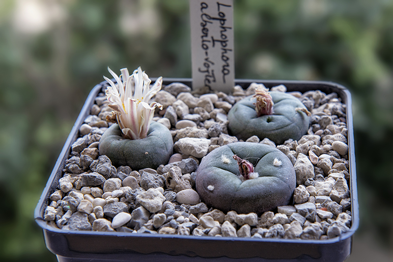 Lophophora alberto-vojtechii 