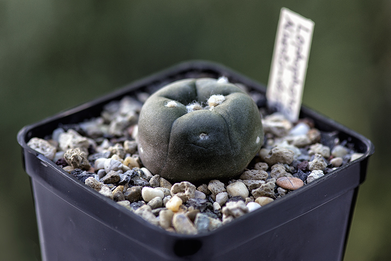 Lophophora alberto-vojtechii 