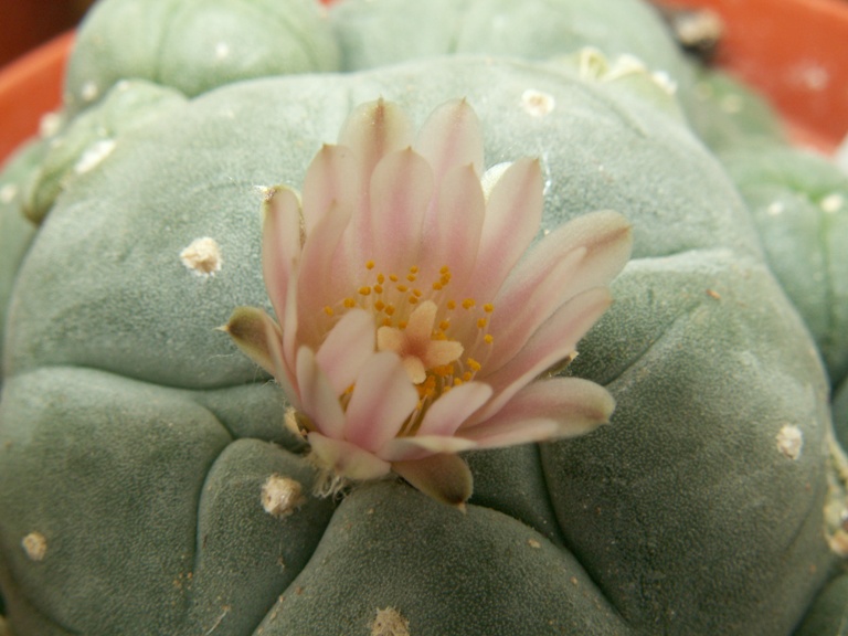 Lophophora williamsii f. caespitosa 