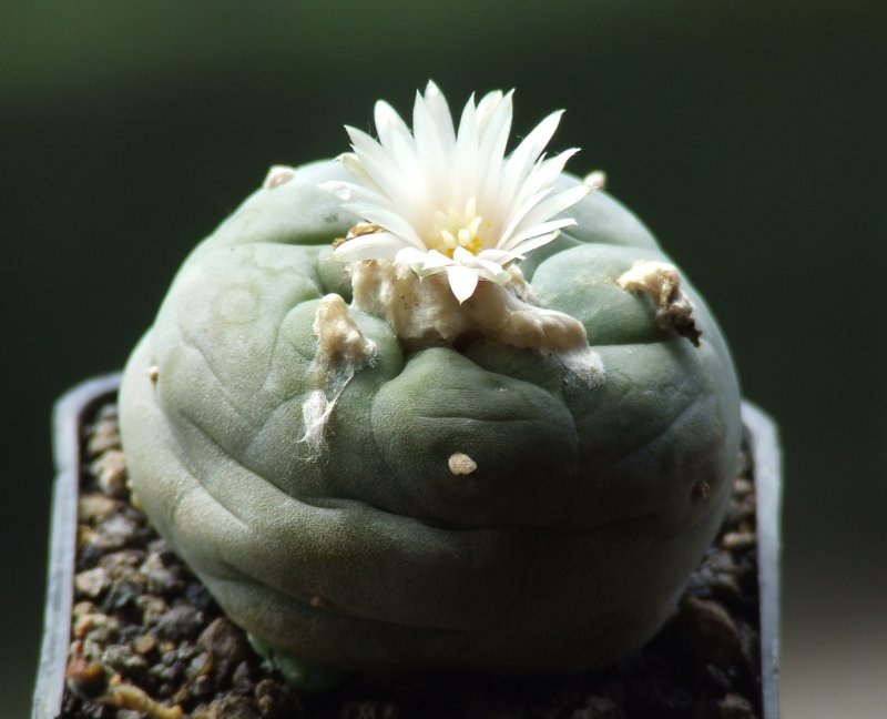 Lophophora diffusa 