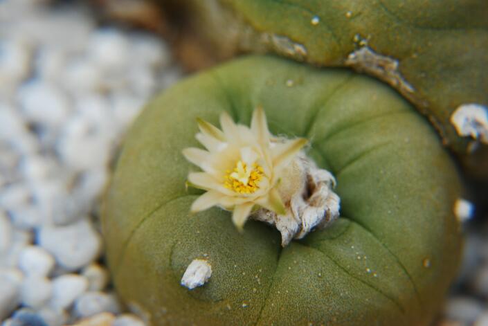 Lophophora diffusa 