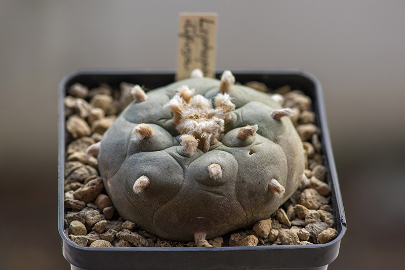 Lophophora diffusa 