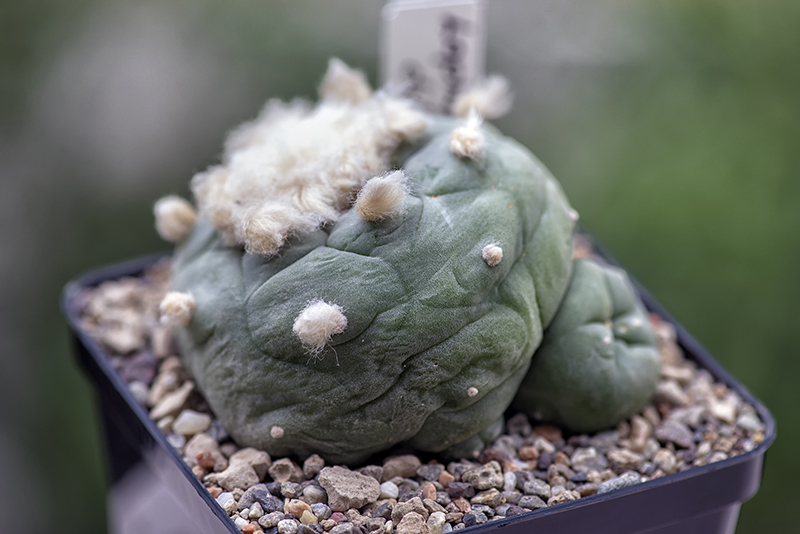 Lophophora diffusa 