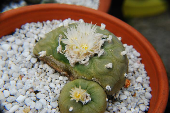 Lophophora diffusa 