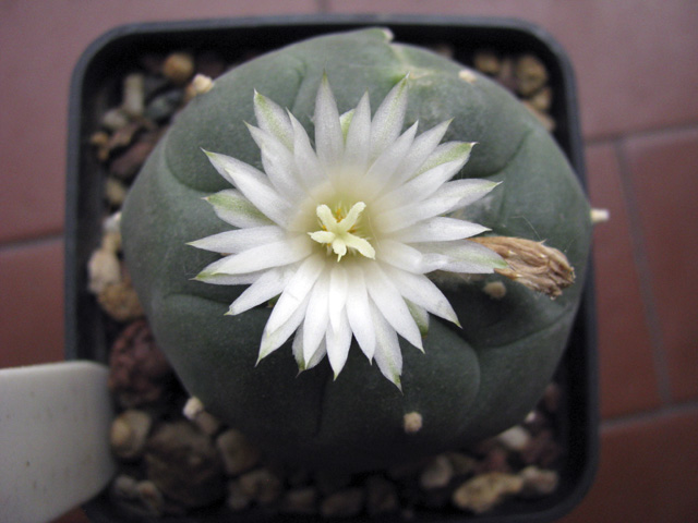 Lophophora diffusa 