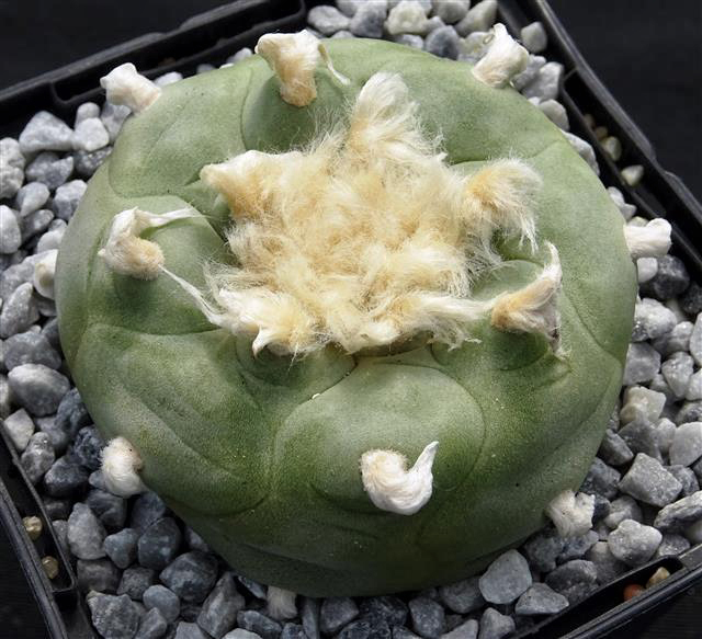 Lophophora diffusa 