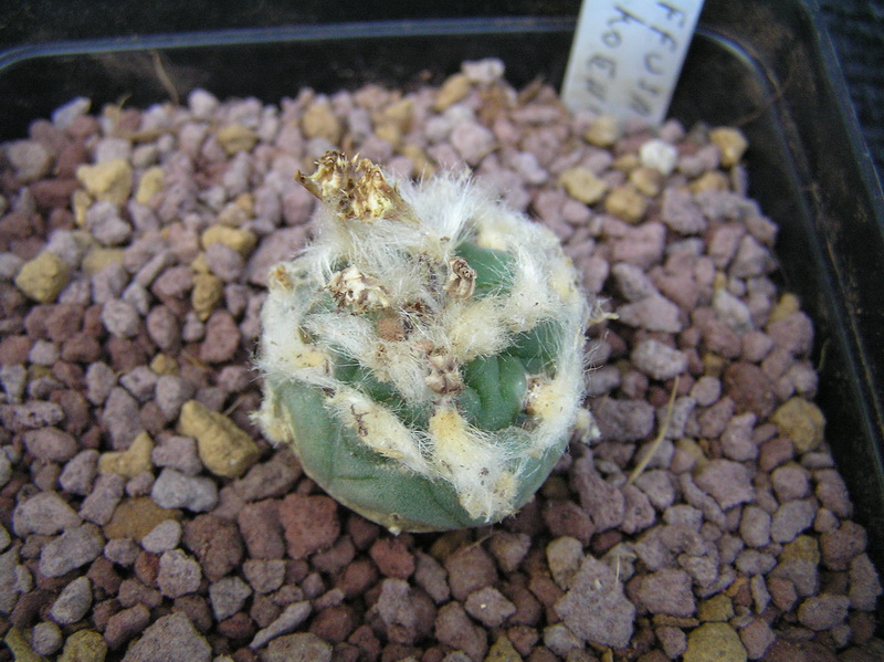Lophophora diffusa v. koehresii 