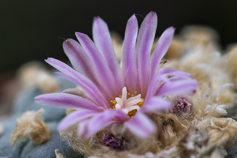 Lophophora fricii 