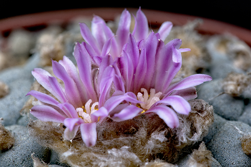 Lophophora fricii 