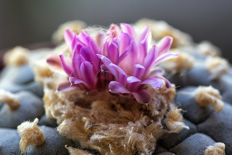 Lophophora fricii 