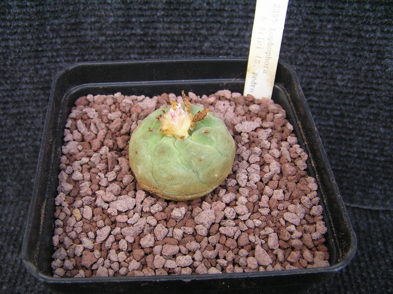 Lophophora fricii 